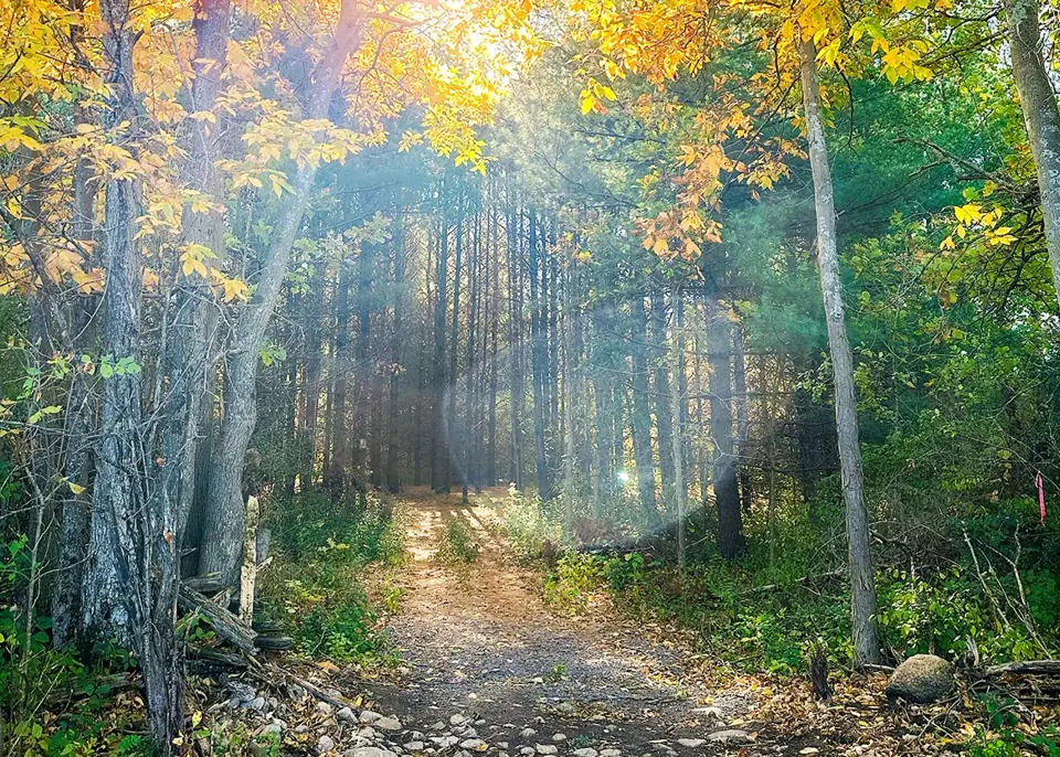 Wooded trail at Potter’s Creek North Conservation Area