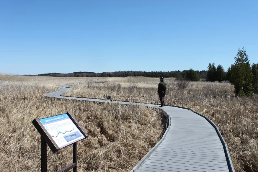 The Marsh Trail boardwalk winds through reeds at Presqu’ile Provincial Park