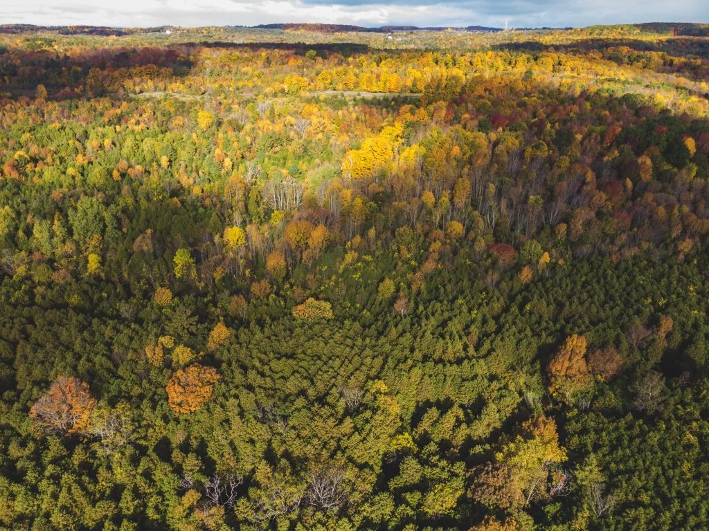 An aerial view of the woodland at Proctor Park Conservation Area in Brighton