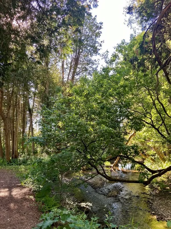 A shaded walking path follows Butler Creek in Brighton’s municipal trail profile