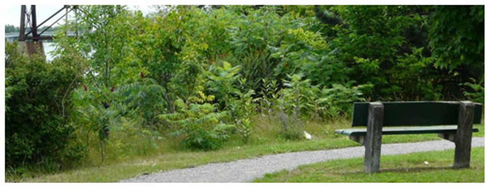 Gravel path and a bench beside the greenery on Jack Lange Memorial Trail