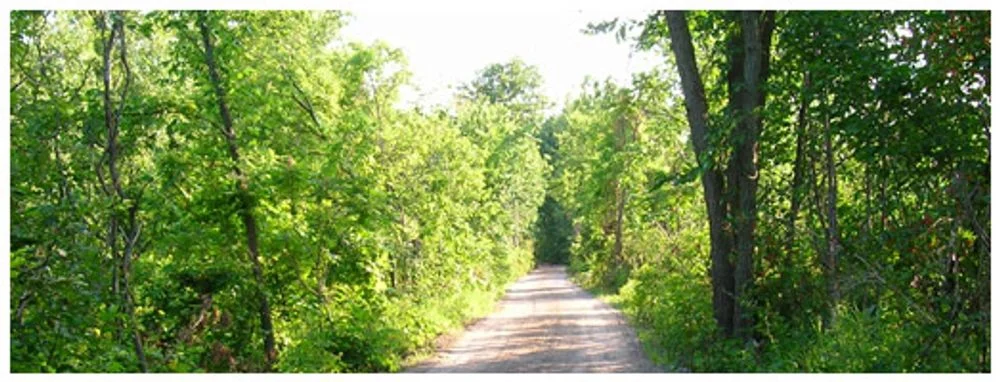 A gravel section of the Lower Trent Trail between trees.
