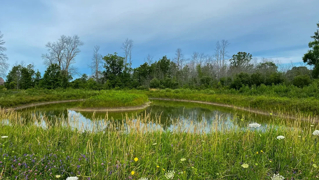 A pond and surrounding vegetation at Potter’s Creek North Conservation Area.