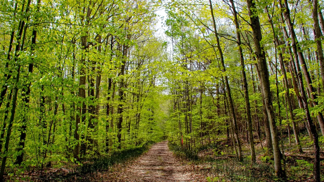 A woodland path at Sidney Conservation Area.